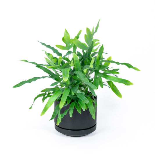 Bluestar Fern 17cm