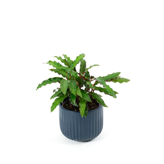 Calathea Elgegrass