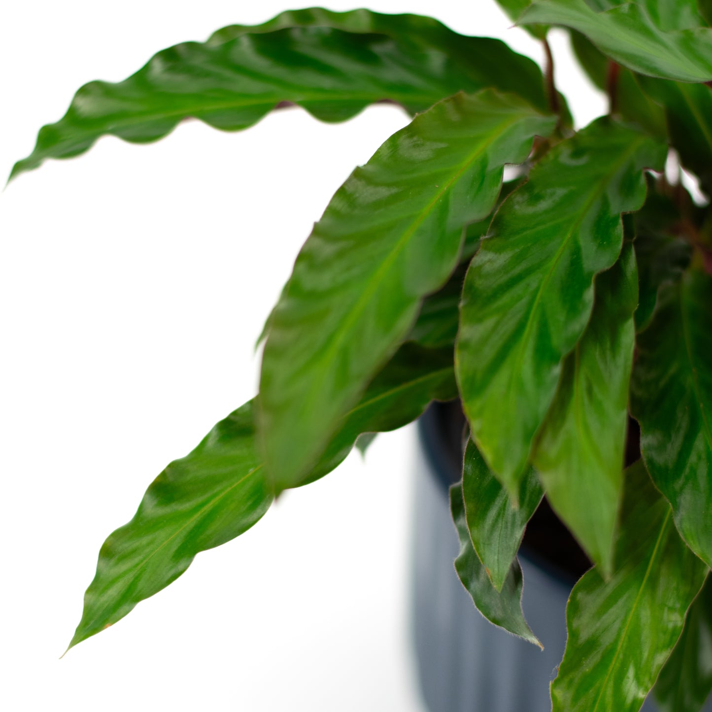 Calathea Elgegrass