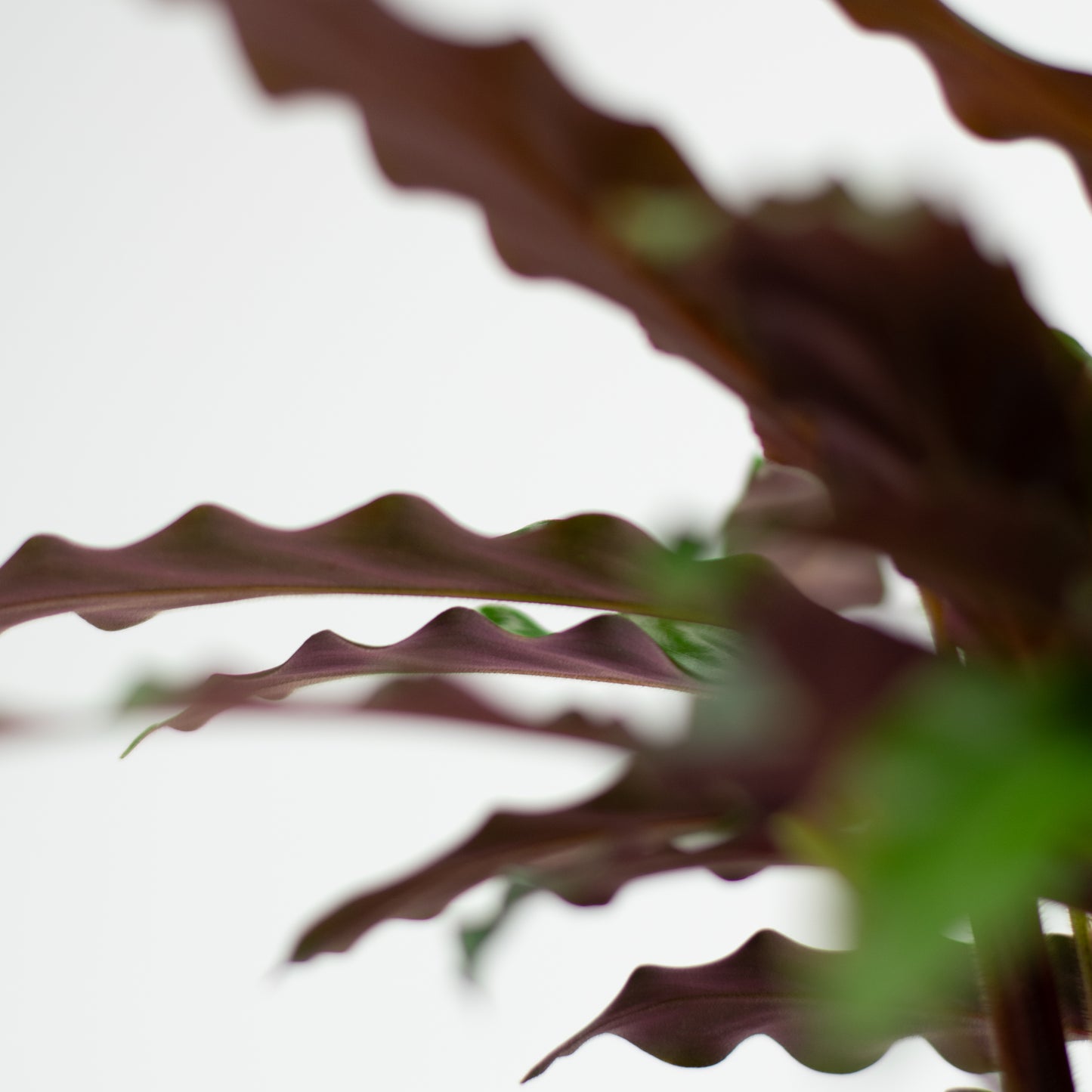 Calathea Elgegrass