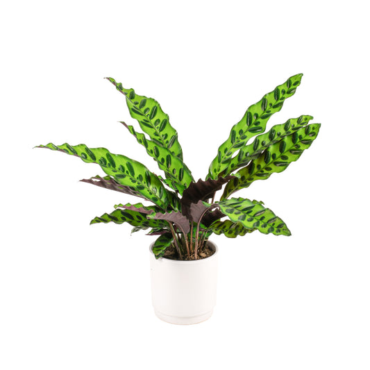 Calathea Insignis