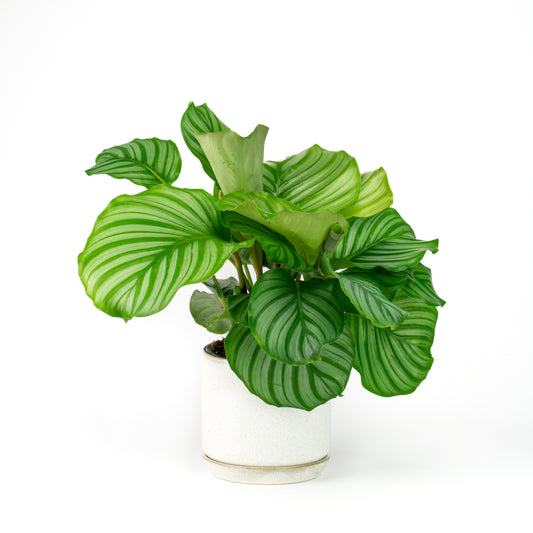 Calathea Orbifolia