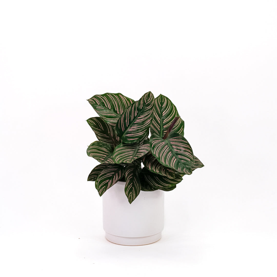 Calathea Ornata