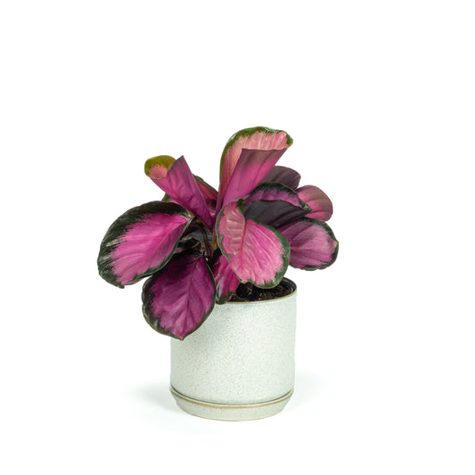 Calathea Rose