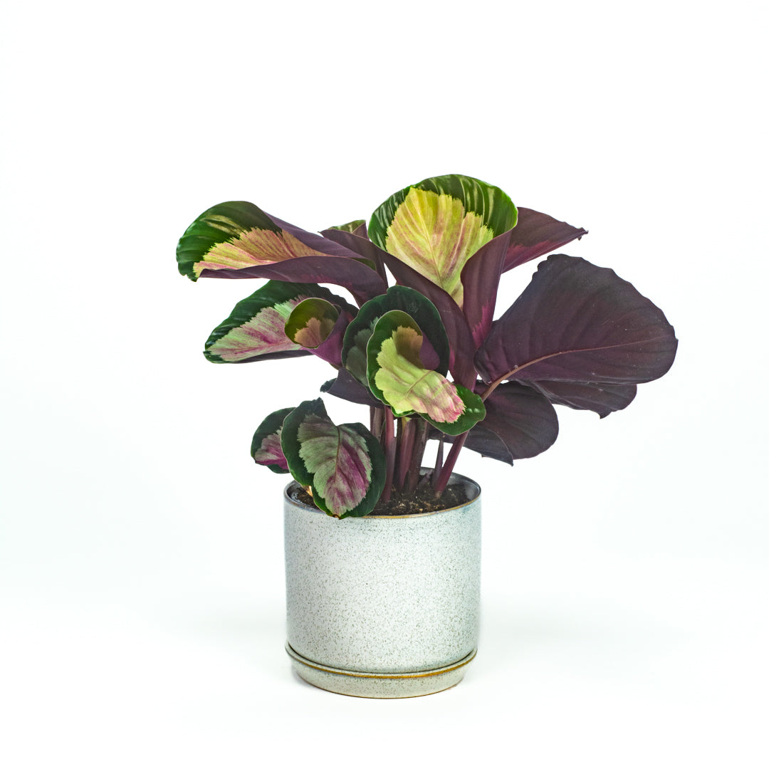 Calathea Silvia