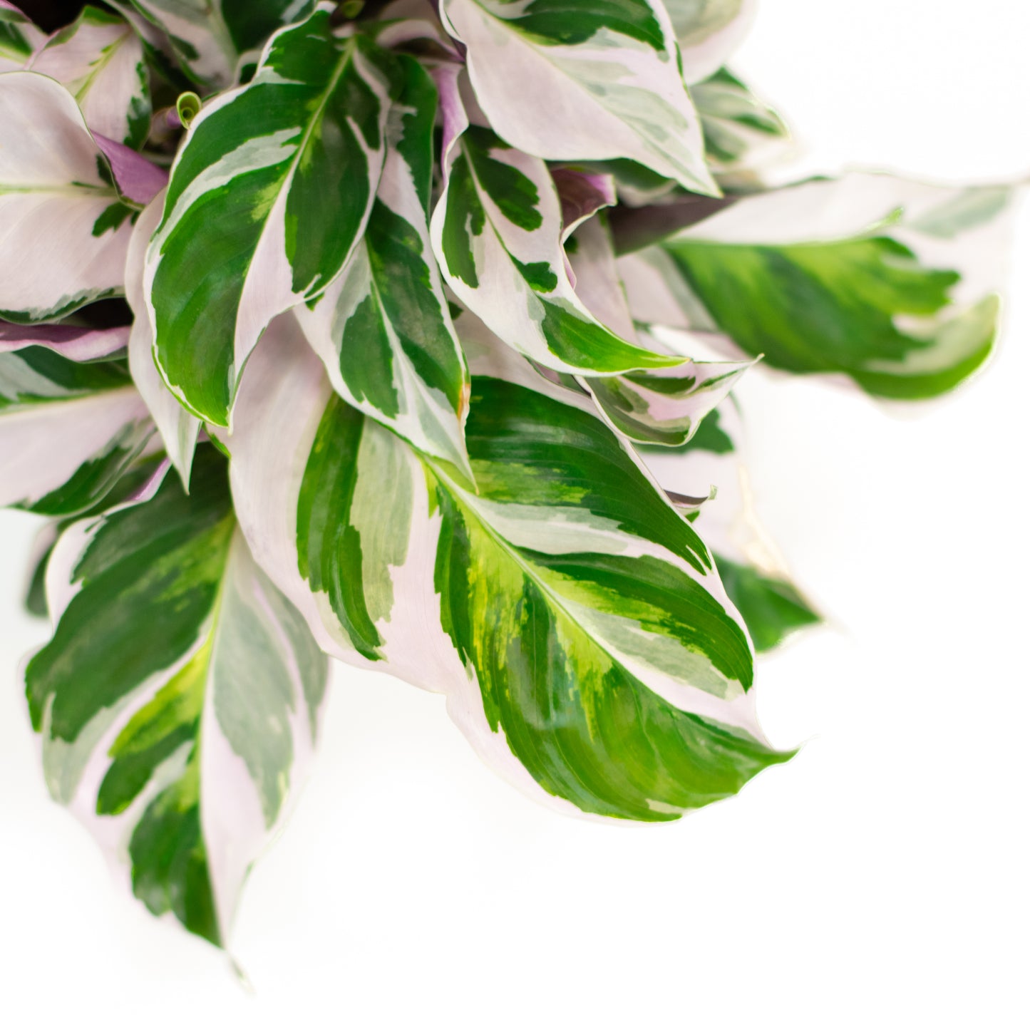 Calathea White Fusion 12cm