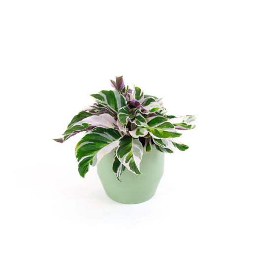 Calathea White Fusion 12cm