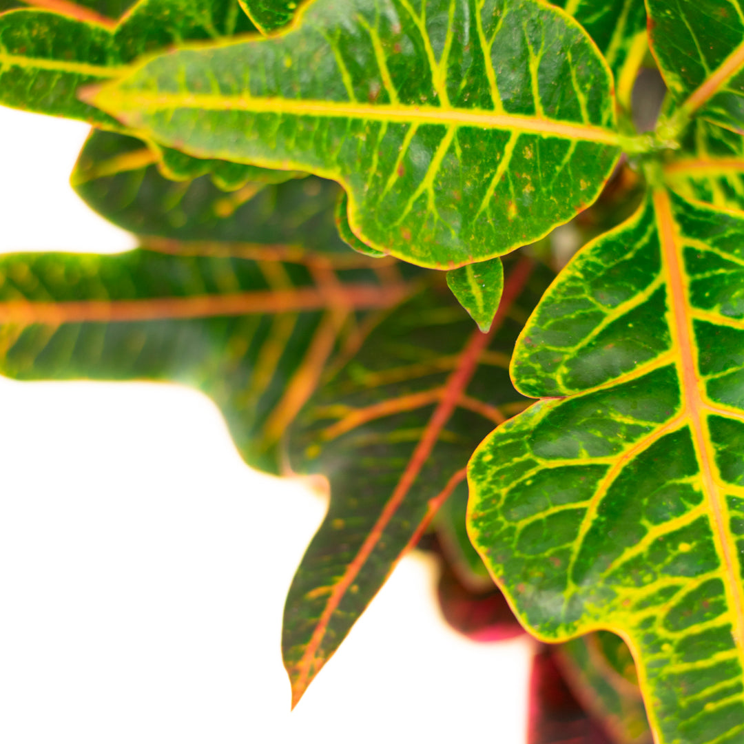 Croton Excellent