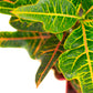 Croton Excellent