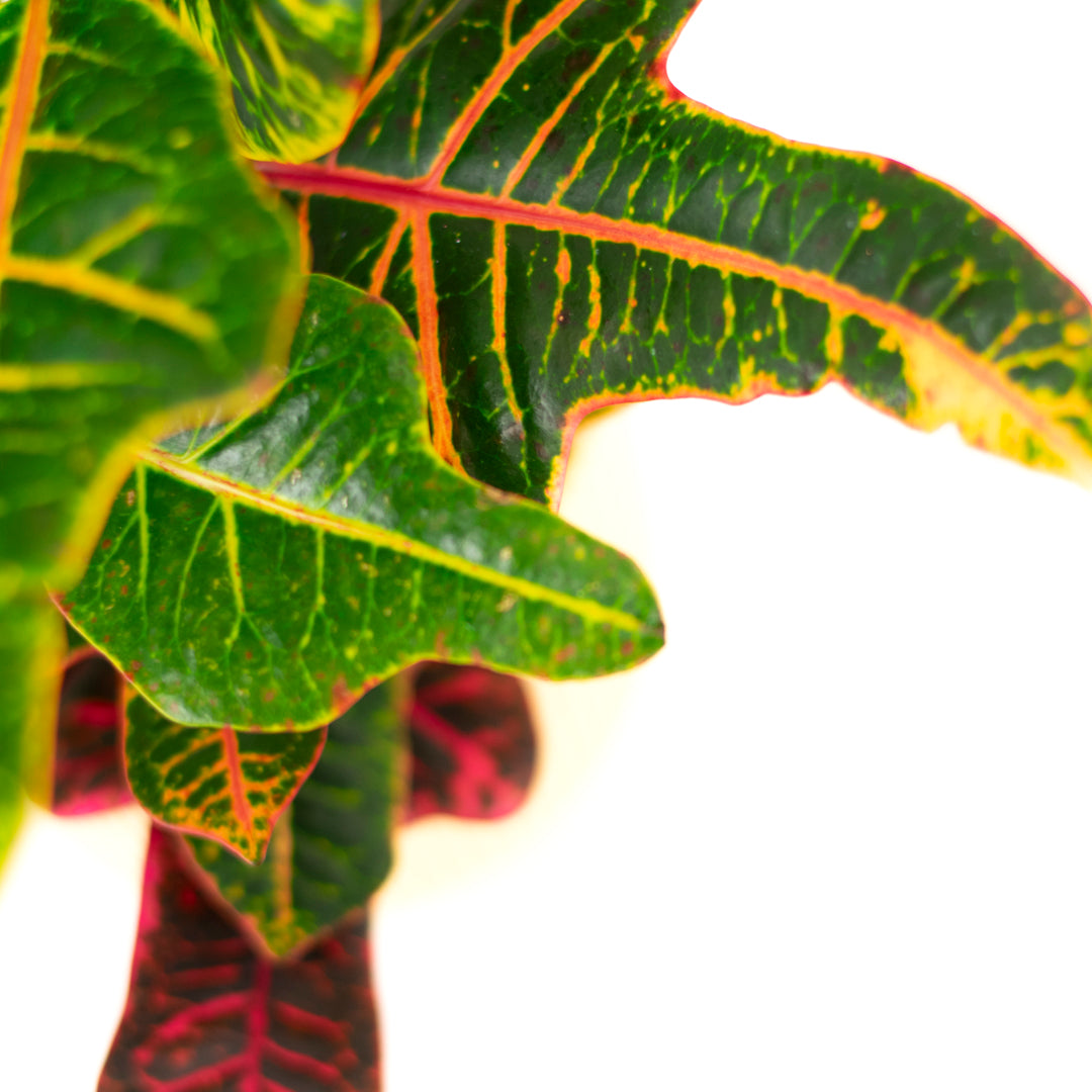 Croton Excellent
