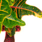 Croton Excellent