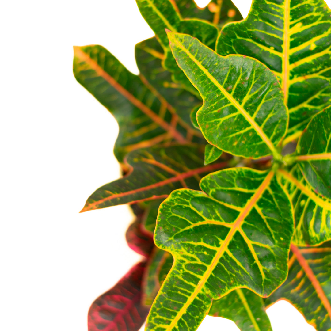 Croton Excellent