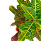 Croton Excellent