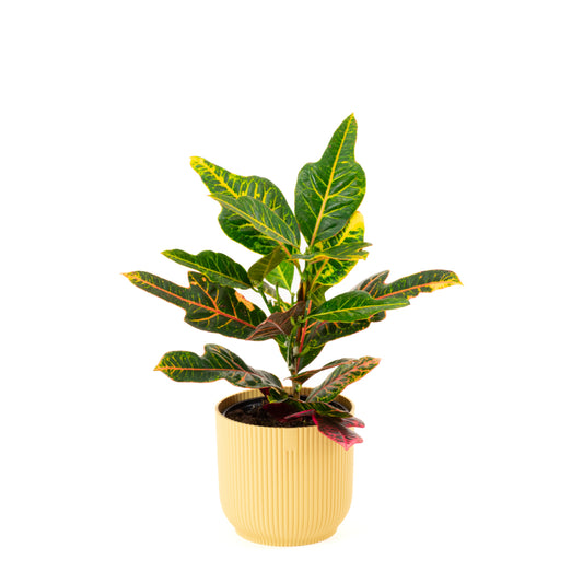 Croton Excellent