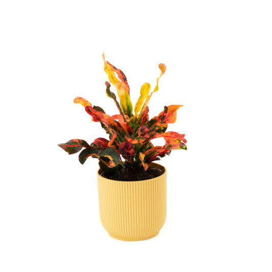 Croton Mammy