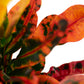 Croton Mammy