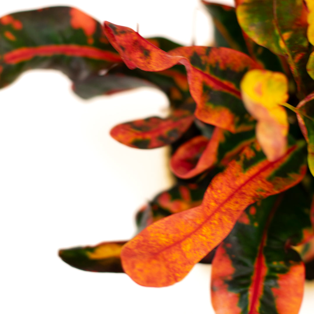 Croton Mammy