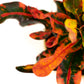 Croton Mammy