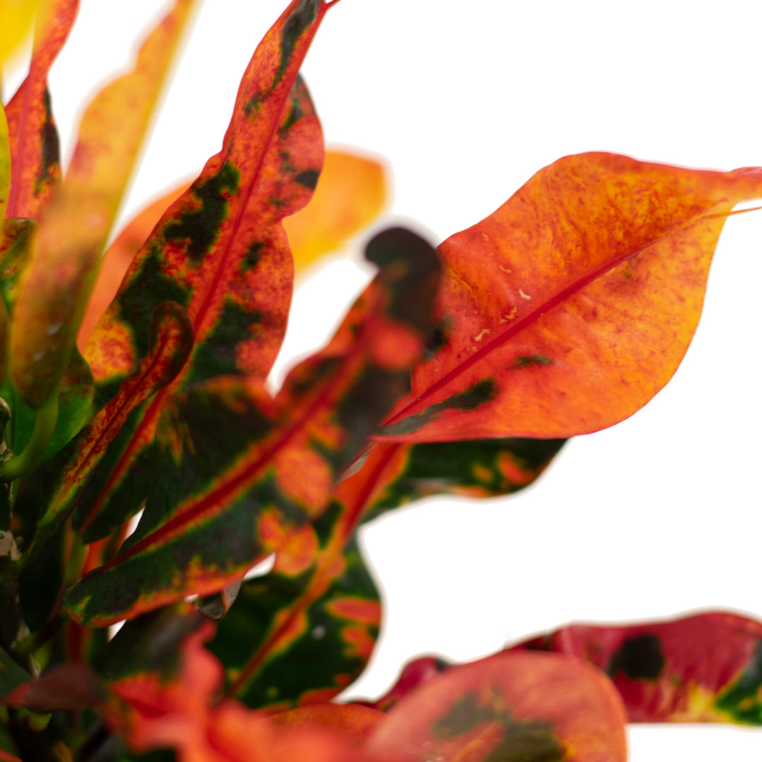 Croton Mammy