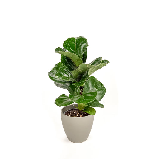 Ficus Bambino 14cm