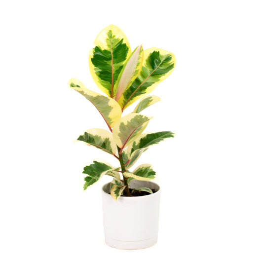 Ficus Tineke