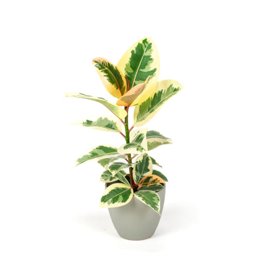 Ficus Tineke