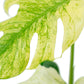 Monstera Deliciosa Mint A