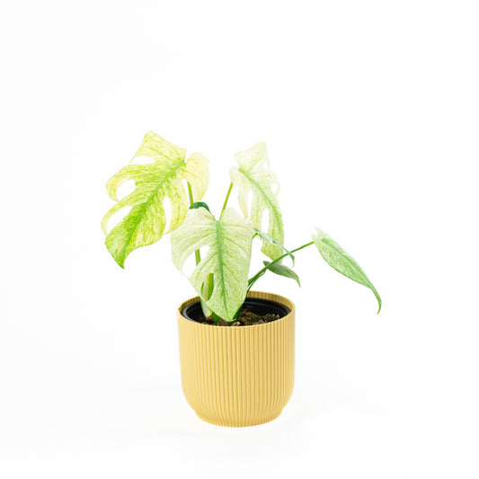 Monstera Deliciosa Mint A