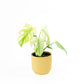 Monstera Deliciosa Mint A