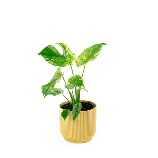 Monstera Deliciosa Mint B