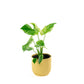 Monstera Deliciosa Mint B