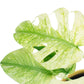 Monstera Deliciosa Mint C