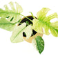 Monstera Deliciosa Mint C