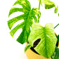 Monstera Deliciosa Mint D