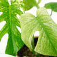 Monstera Deliciosa Mint D