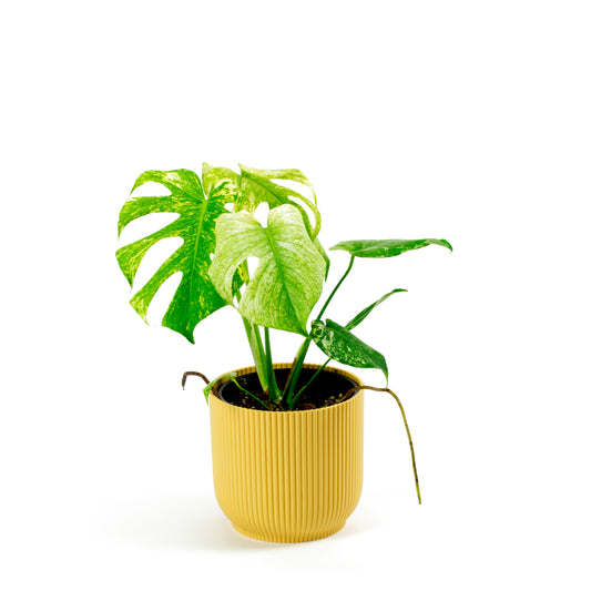 Monstera Deliciosa Mint D