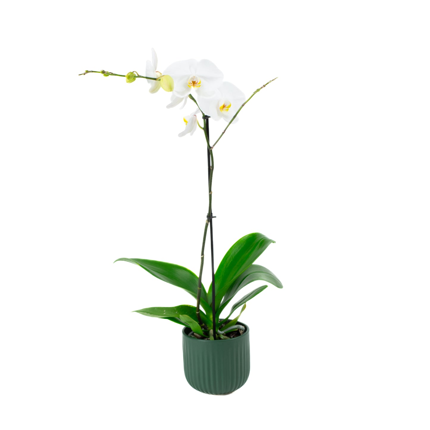 Phalaenopsis Orchid - Single White