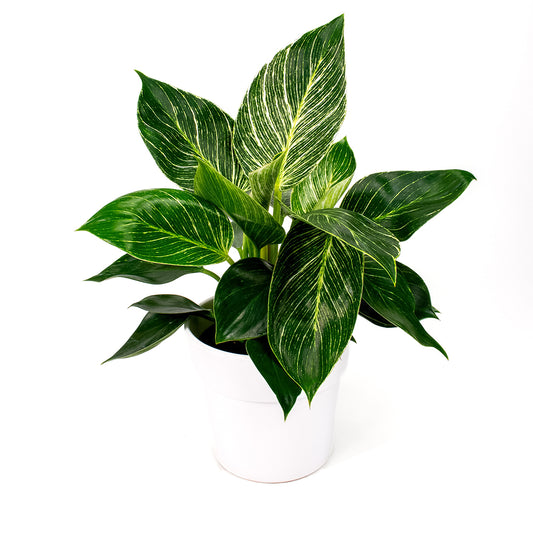 Philodendron Birkin