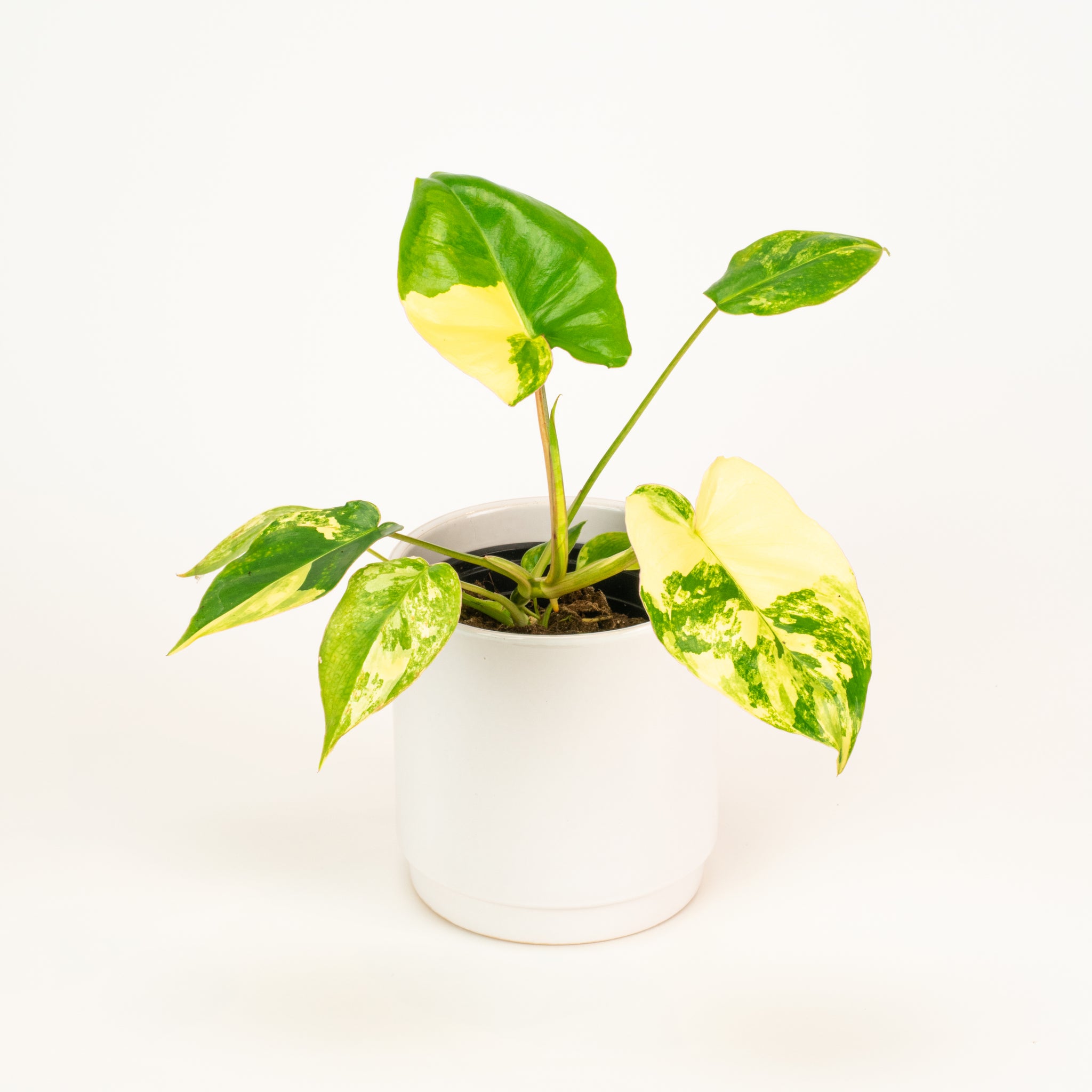 Philodendron Burle Marx Albo House of Plants