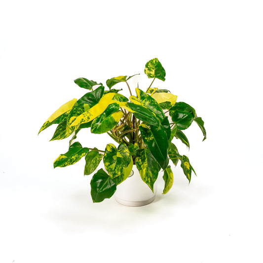 Philodendron Burle Marx Albo (Compact Form)