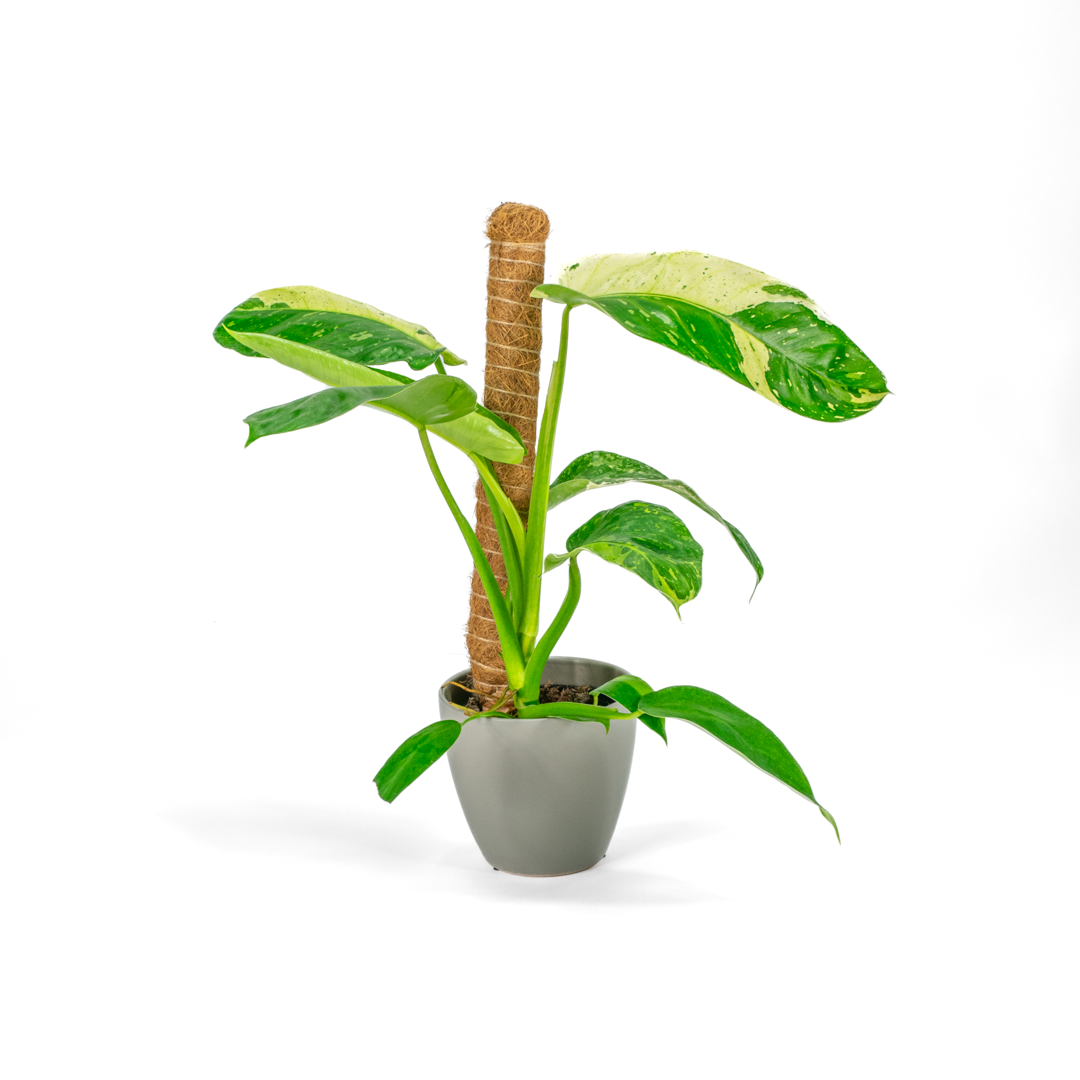 Philodendron Jose Bueno House of Plants