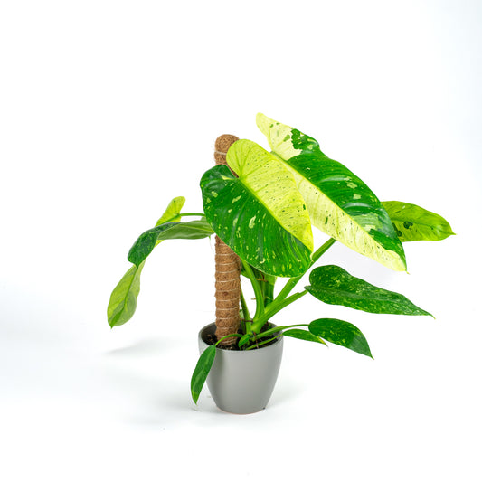 Philodendron Jose Buono