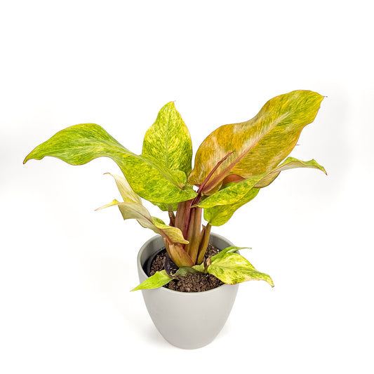 Philodendron Marmalade 14cm