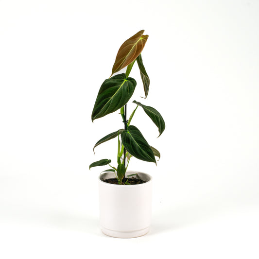 Philodendron Melanochrysum 12cm