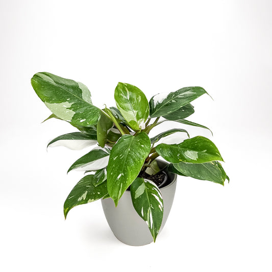 Philodendron White Knight 14cm