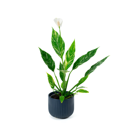Spathiphyllum Jet Diamond