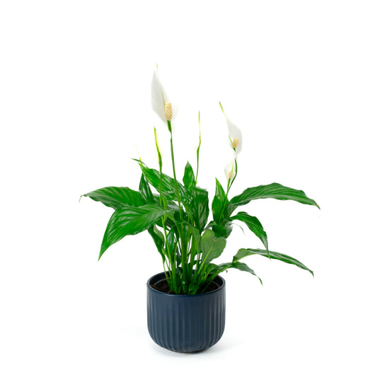 Spathiphyllum Mario