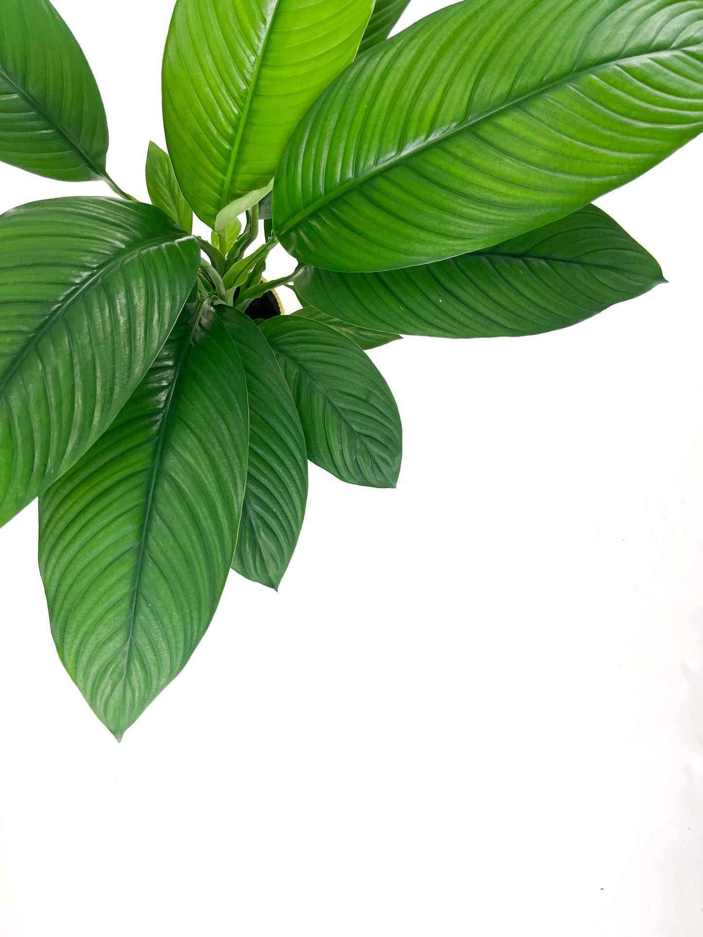 Spathiphyllum Sensation 17cm