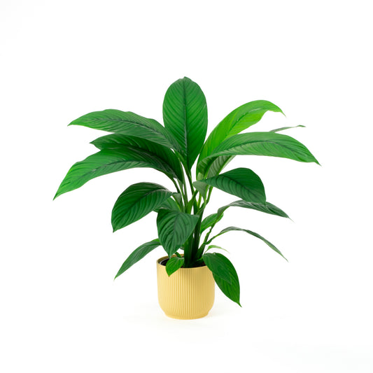 Spathiphyllum Sensation 17cm