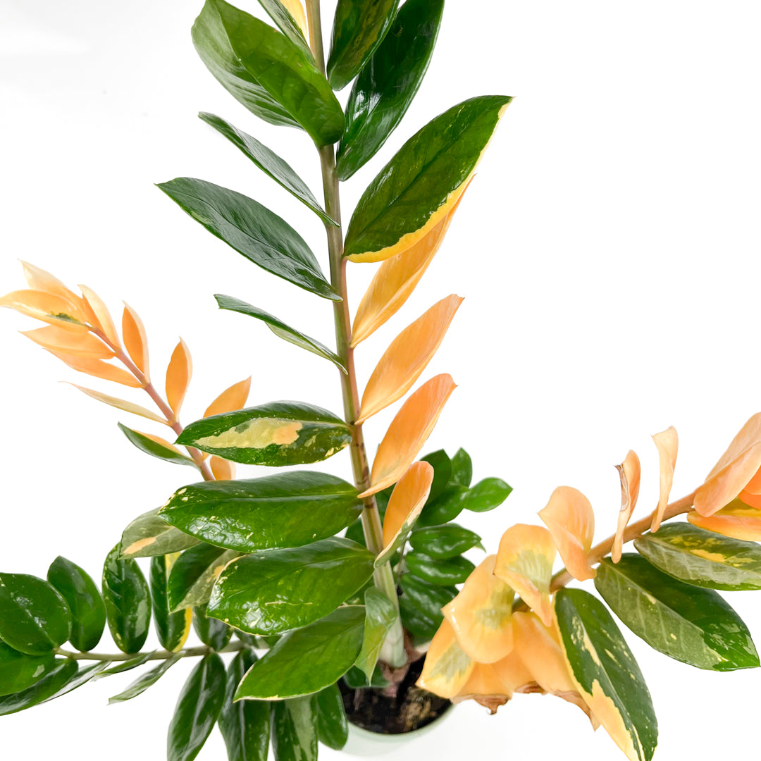 Variegated Zamioculcas 14cm B